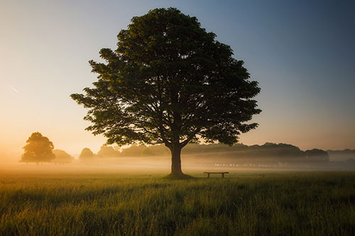 Tree in field surrounded by mist