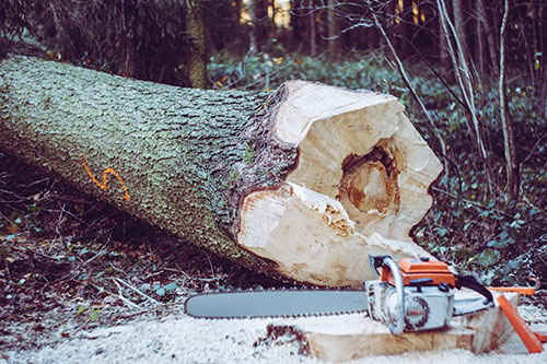 Felled tree trunk with chainsaw
